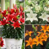 Asiatic Liliums