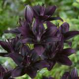 Lilium Black Charm Pklilbch - Garden Express Australia