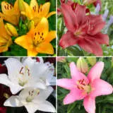 Lilium La Hybrid Collection Collillhc 2024 - Garden Express Australia