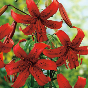 Lilium Tiger Red Velvet Lilium Tiger Red Velvet
