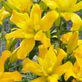 Lilium Sundew Pklildsd - Garden Express Australia