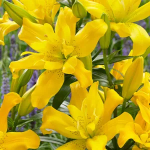 Lilium Double Sundew