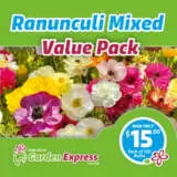 Mifgs Valuepack Ranuncmixed 100pk Sq - Garden Express Australia