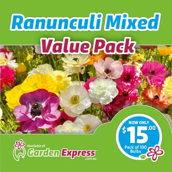 Flower Fest Value Pack – Ranunculi Mixed Flower Fest Value Pack – Ranunculi Mixed