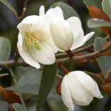 Michelia Yunnanese Lpomicyun - Garden Express Australia