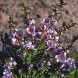 Paynes Thryptomene - Garden Express Australia