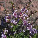 Paynes Thryptomene - Garden Express Australia