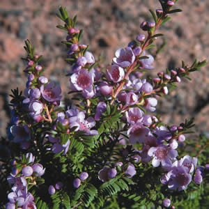 Paynes Thryptomene 68mm Pot