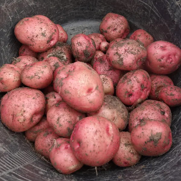 Certified Seed Potato Pontiac