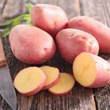 Potato Otway Red 2018 - Garden Express Australia