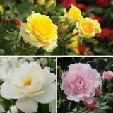 Rose Garden Favourites Collection Colrosgfa - Garden Express Australia