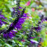 Salvia Black Knight Lposalbkn - Garden Express Australia