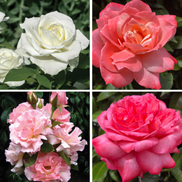 Thornless Rose Collection 4 Roses Garden Express
