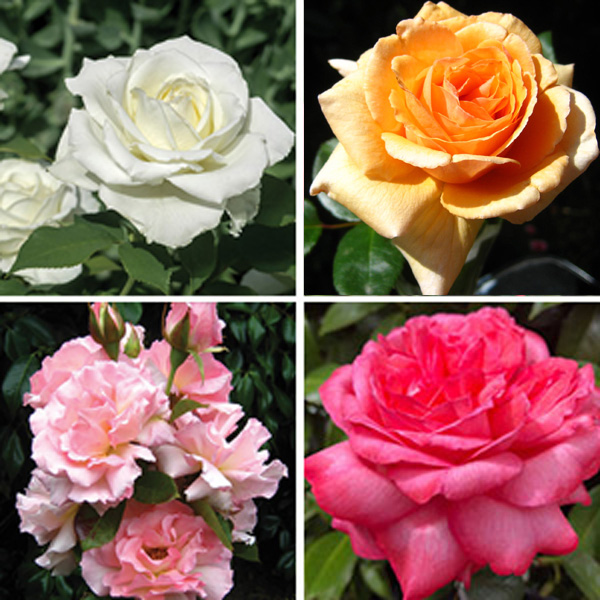 Thornless Rose Collection 4 Roses