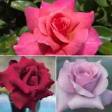Thornless Rose Collection 1 3 Roses Colrostho - Garden Express Australia