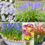 Throw Grow Colthrgro 2026 - Garden Express Australia