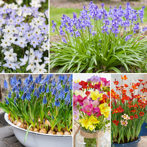 Throw & Grow Collection