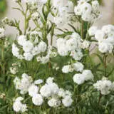 Achillea The Pearl Pkachtpe - Garden Express Australia