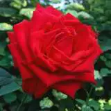 Brindabella Rose Blaze Brindabella Rose Blaze