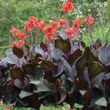 Canna Tropicanna Black Pkclitbl - Garden Express Australia