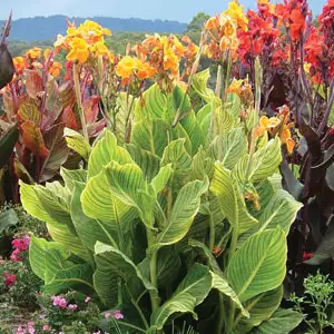 Top 10 Bulbs To Plant In Spring Canna Tropicanna Gold Pkclitgo - Garden Express Australia