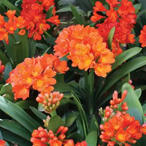 Shade Plants Australia | Create A Tropical-Look Garden With Clivia, Ferns & Hostas Clivia Orange Lpoclisor - Garden Express Australia