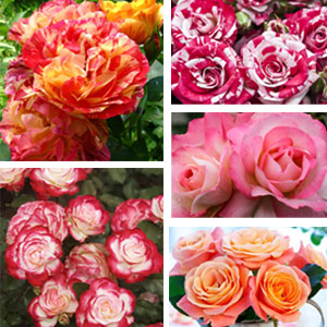 CUT FLOWER COLLECTION 5 ROSES - Garden Express