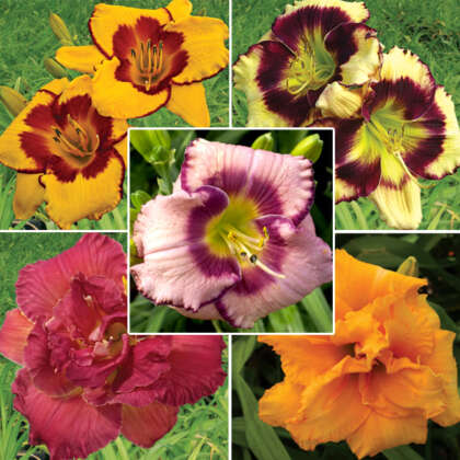 Daylily Premium Collection