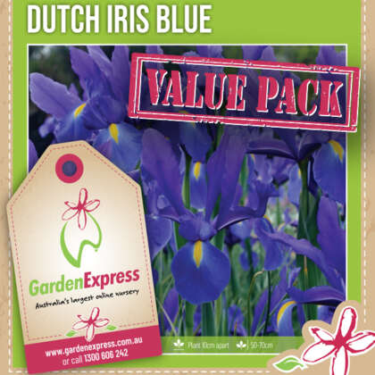 Dutch Iris Blue - Garden Express Australia