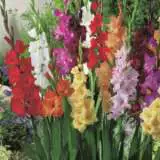 Gladioli Mixed Gladioli Mixed