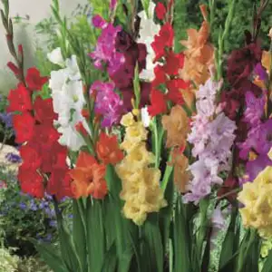 Gladioli Mixed