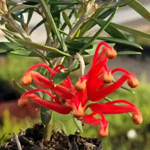 Grevillea Big Red