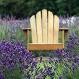 Lavender English 2019 Lpolaveng - Garden Express Australia