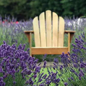 Lavender English 68mm