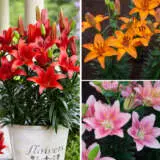 Lilium Asiatic Pot Collection