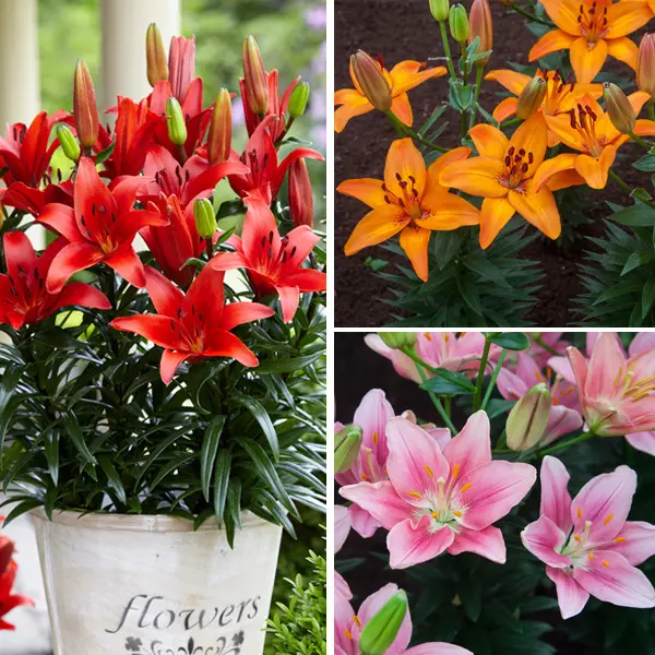 Lilium Asiatic Pot Collection Lilium Asiatic Pot Collection