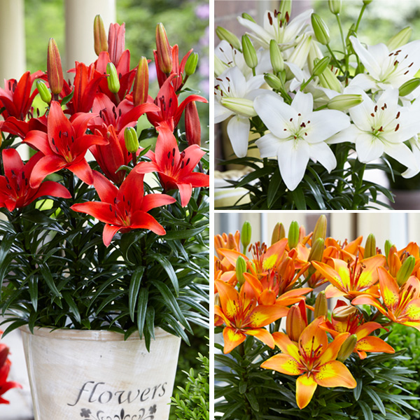 LILIUM ASIATIC POT COLLECTION Garden Express