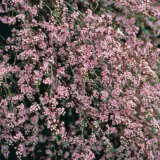 Paynes Thryptomene Pplpaythr - Garden Express Australia