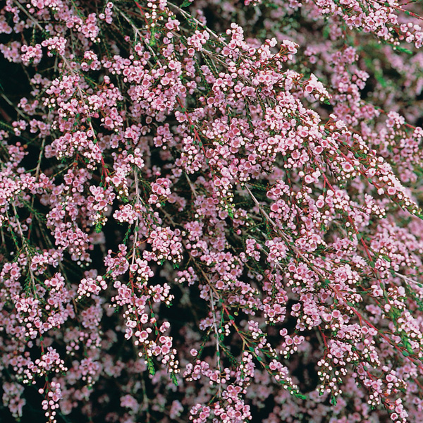 Paynes Thryptomene 68mm Pot