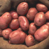 Certified Seed Potato Desiree