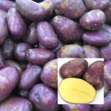 Certified Seed Potato  Royal Blue