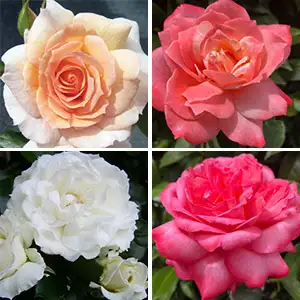 Thornless Rose Col Colrostho 2020 Jpg - Garden Express Australia