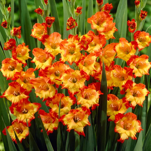 Gladioli Princess Margaret Rose