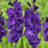 Gladioli Purple Flora Bulglapfl 2025 - Garden Express Australia