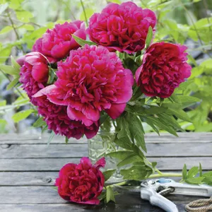 Peony Rose Madame Jos Odier