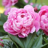 Peony Rose Mons Jules Elie Pkpromje 2026 - Garden Express Australia
