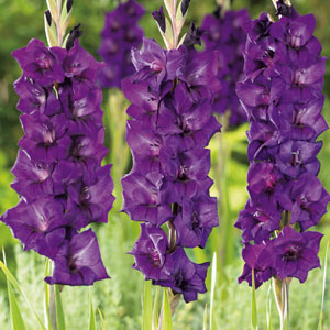 Gladioli Purple Flora