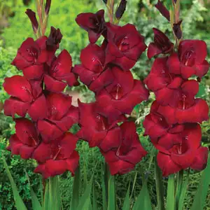 Gladioli Growing Guide Gladiolus Zorro Pkglazor - Garden Express Australia