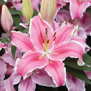 Lilium Marlon