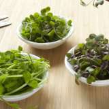 Microgreens Flavours Of Eastern Europe